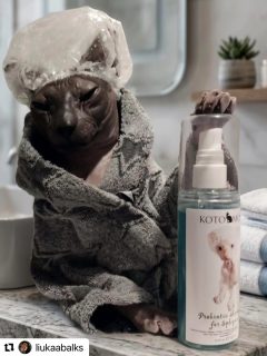 #Repost @liukaabalks with @use.repost
・・・
I get a lot of questions asking what shampoo I use, so here it is, I use 🔻
@kotomodacatwear @kotomodacatcare probiotic shampoo 🧴🧽

Trusted product ✅