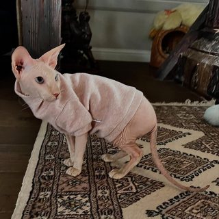 Kotomoda Cat T-Shirt For Hairless Cats – Soft Cotton Tee With Skull Print - View #8