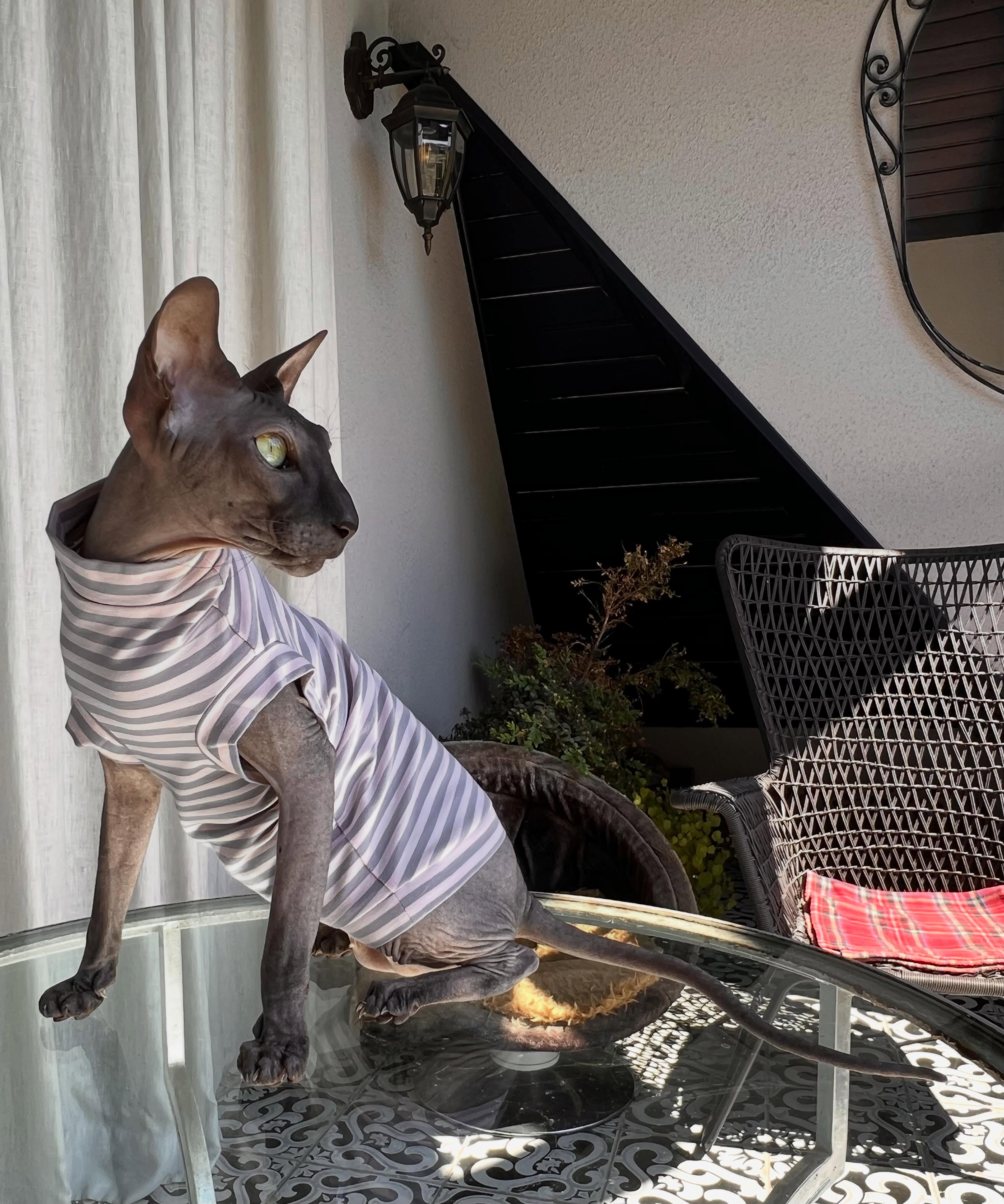 My love Bond, James Bond ❤️❤️❤️ in @kotomodacatwear New pajamas