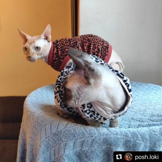 #Repost @posh.loki with @use.repost
・・・
POSH AND LOKI 
#sphynxcats 😼😽