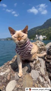 My beloved client Mirabellina ❤️❤️❤️ by @kotomodacatwear 🐈❤️🐈‍⬛