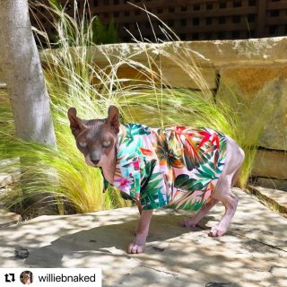 #Repost @williebnaked with @use.repost