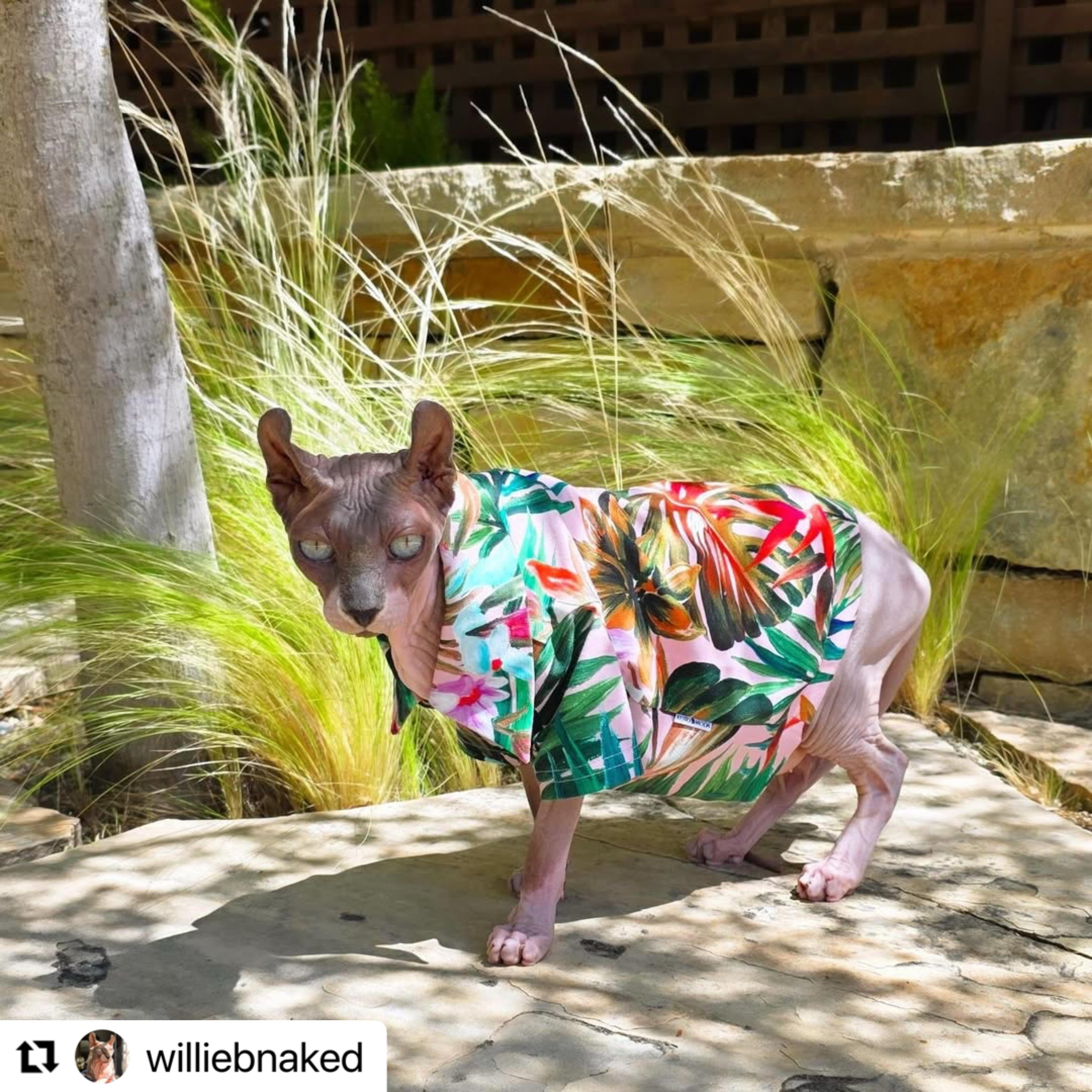 #Repost @williebnaked with @use.repost