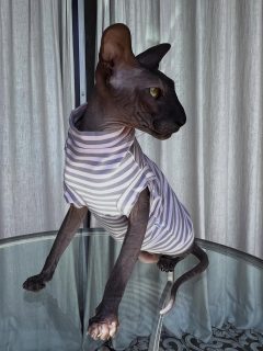 My love Bond, James Bond ❤️❤️❤️ by  @kotomodacatwear 🐈❤️🐈‍⬛ turtleneck New pajamas