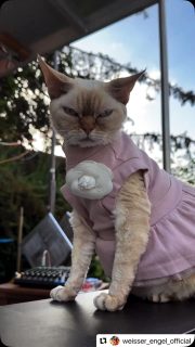 My beloved client Mirabellina ❤️❤️❤️ by @kotomodacatwear 🐈❤️🐈‍⬛ Catdress Camellia 🌸 Thank you so much @weisser_engel_official @larisalumira for his amazing video 😽😽😽😘😘😘